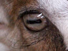 the eye of a goat